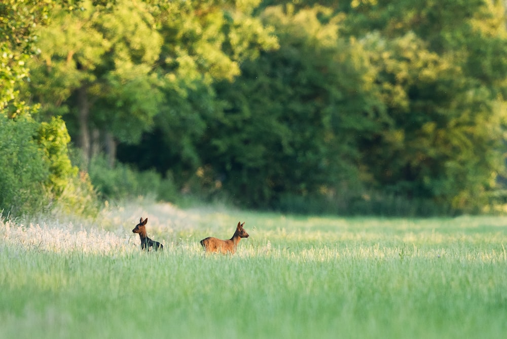 two deer on green field during daytime
