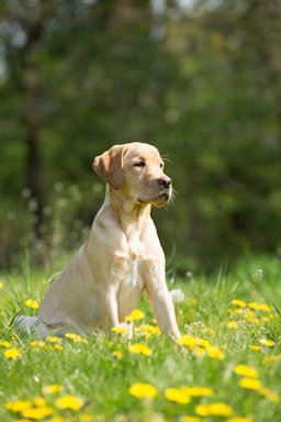 A friendly Labrador retriever sitting attentively in a field with training gear nearby.