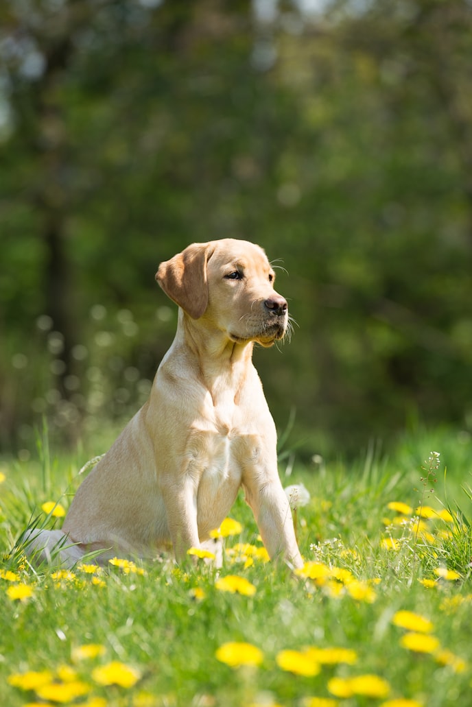 Labrador Retriever cucciolo dal mantello giallo seduto su un prato verde con fiori gialli