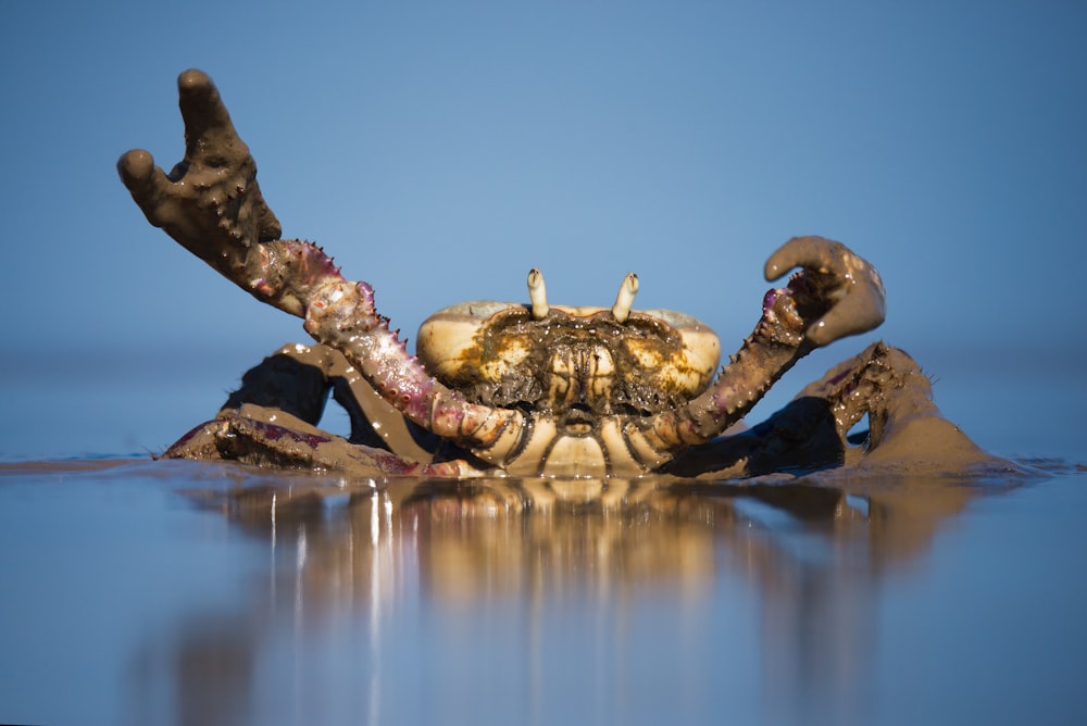 brown crab