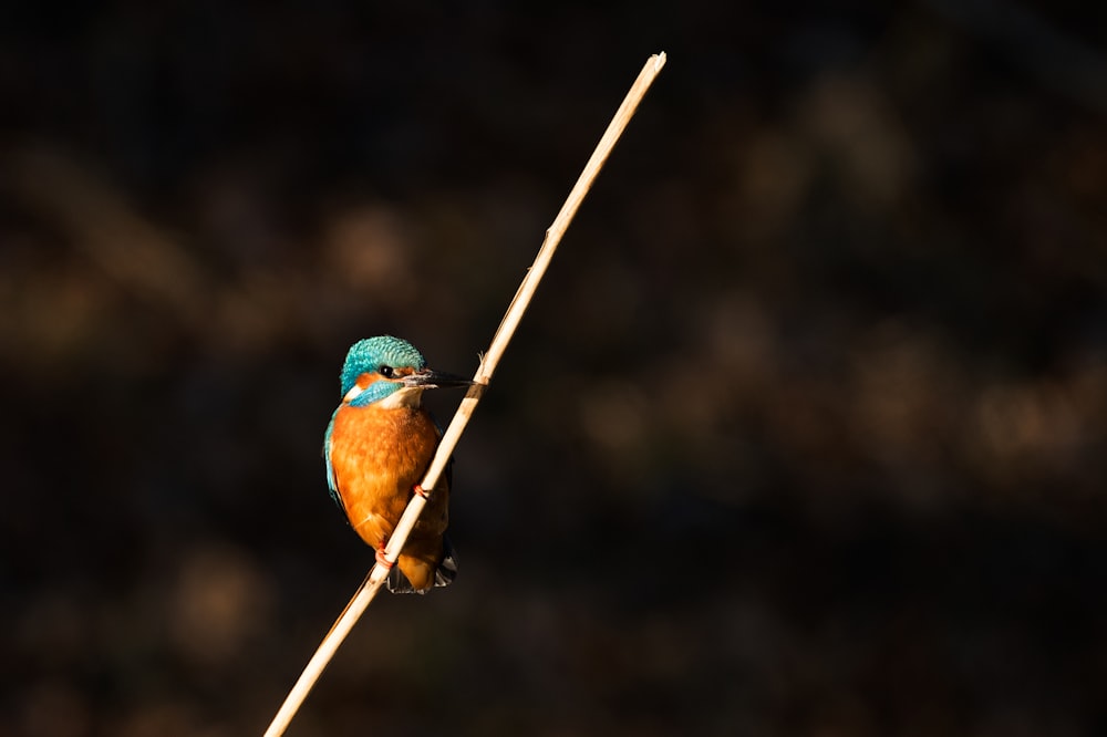 brown and yellow perching on brown twig