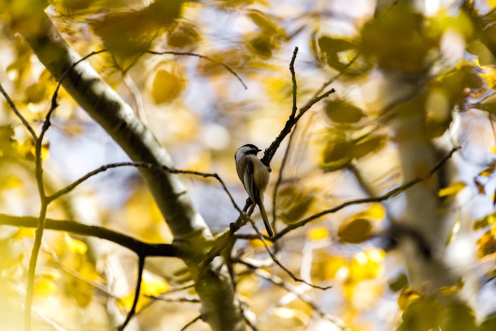 pássaro marrom empoleirado na árvore