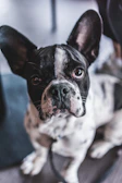 A close-up of a lilac French Bulldog puppy with bright curious eyes sitting on a soft blanket.