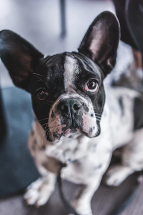 A close-up of a lilac French Bulldog puppy with bright curious eyes sitting on a soft blanket.