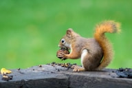 brown squirrel eating nuts
