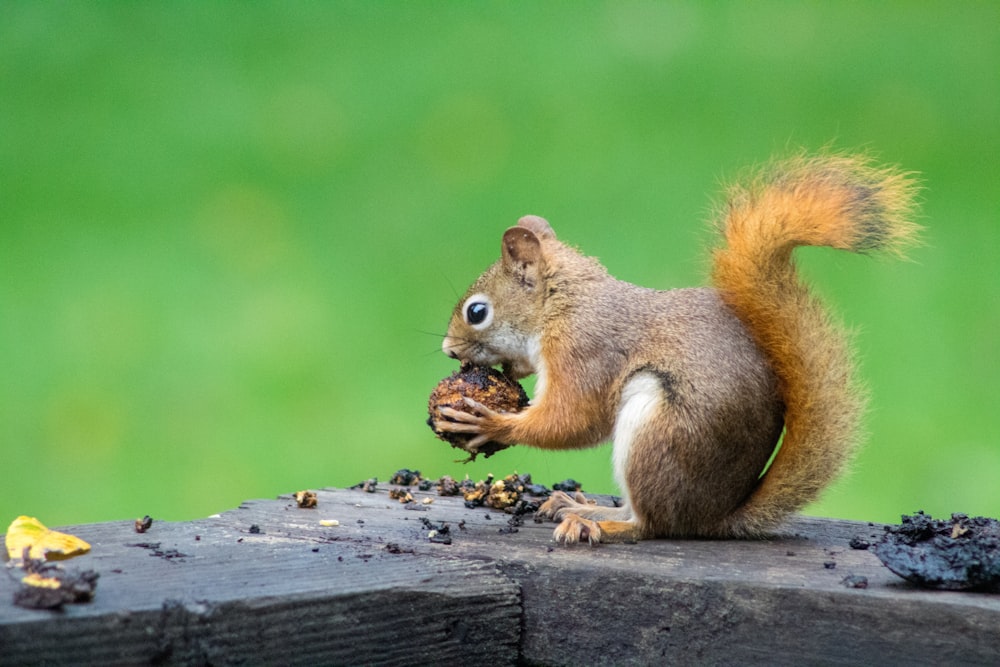 braunes Eichhörnchen isst Nüsse