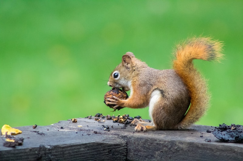 Eastern gray squirrel foraging in backyard setting