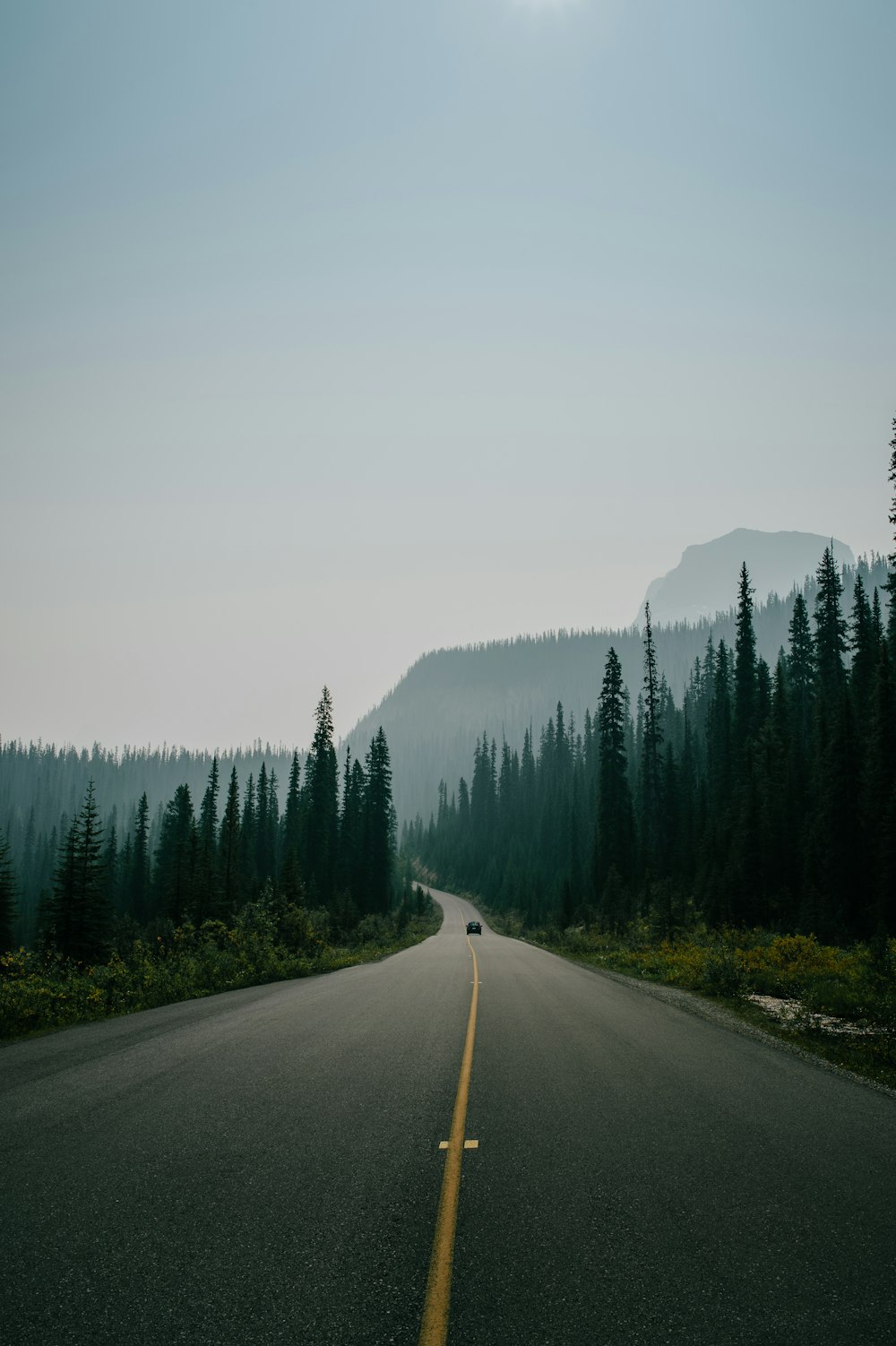 asphalt road surrounded by trees under skies