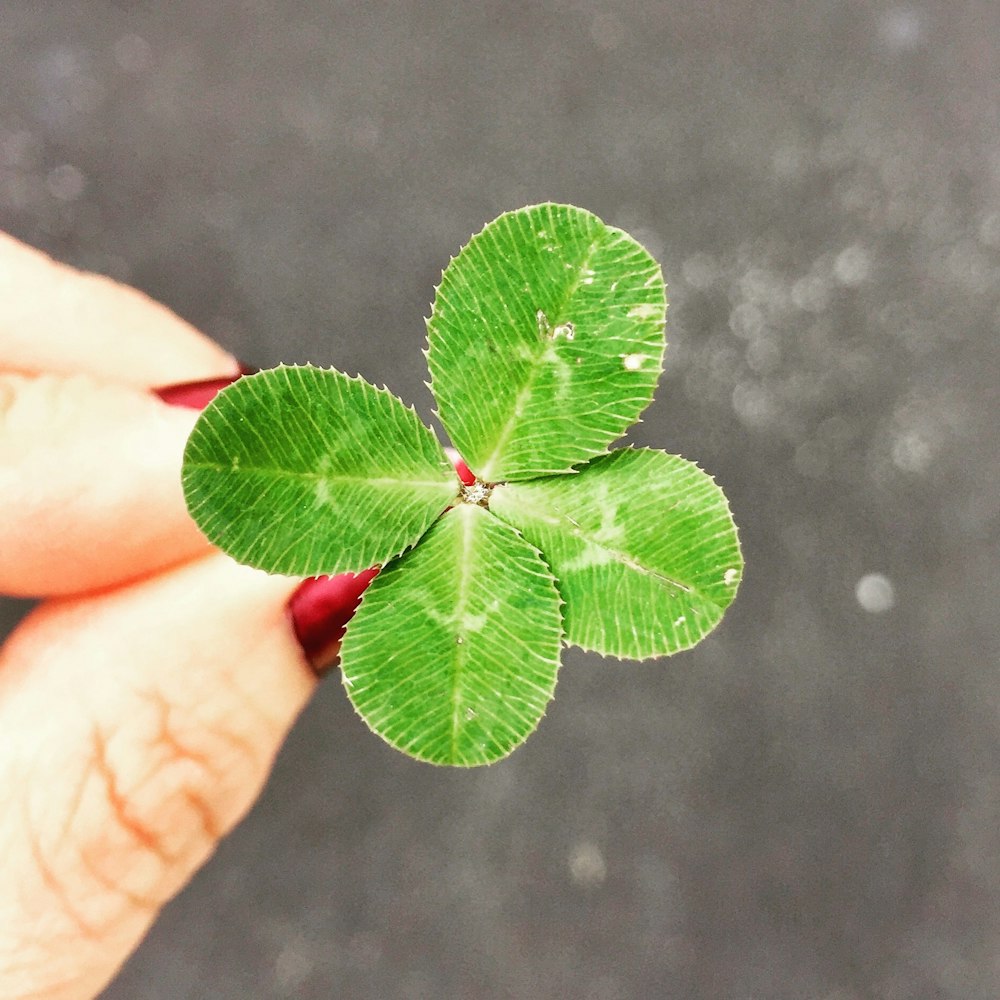 fotografia ravvicinata di una persona che tiene una pianta a foglia verde