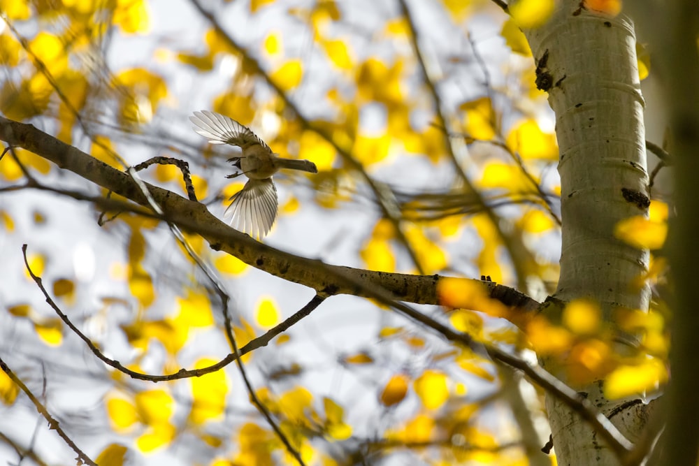 pássaro marrom perto da árvore de pétalas amarelas