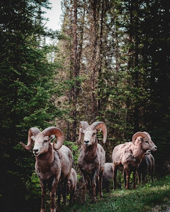 A group of rams with large, curved horns stands in a dense forest. The forest is filled with tall trees covered in green foliage, and the ground is covered with grass and small plants. The rams have a sturdy build and appear to be calmly observing their surroundings.