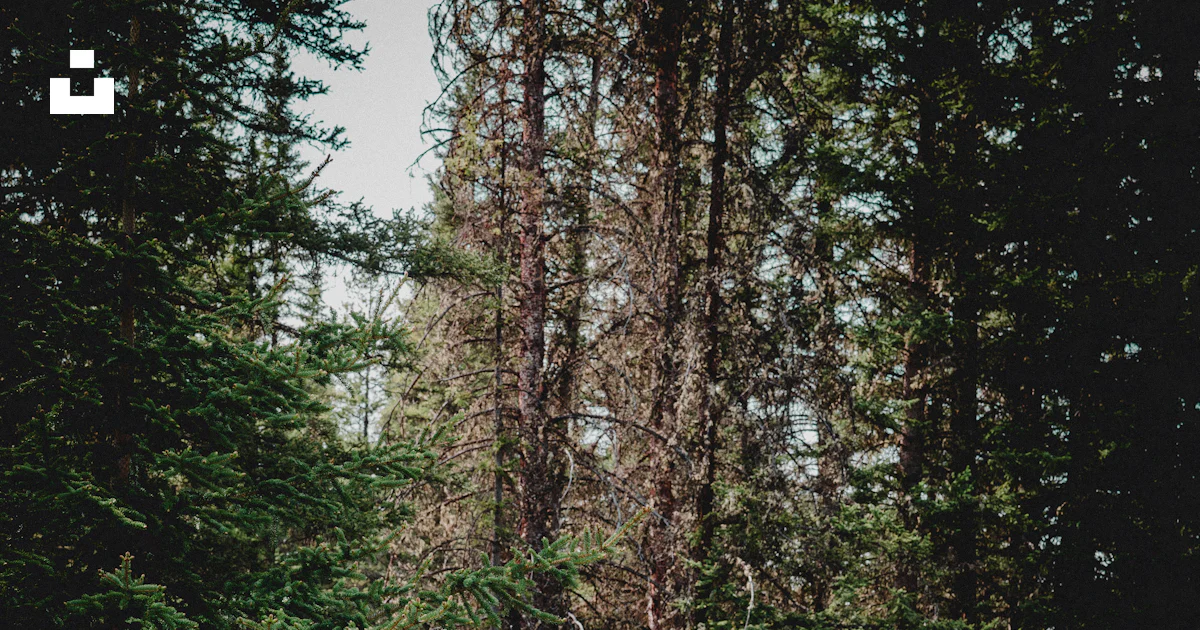 Forest Or Rams Herd of rams in forest photo – Free Animal Image on Unsplash