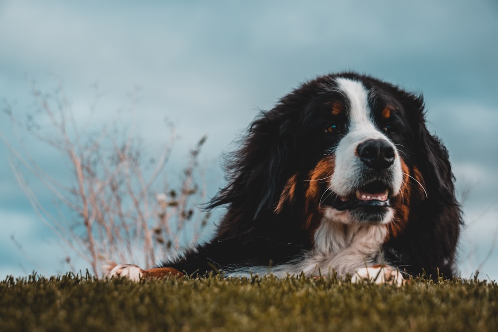 adult greater Swiss mountain dog lying on green grass under blue sky during daytime