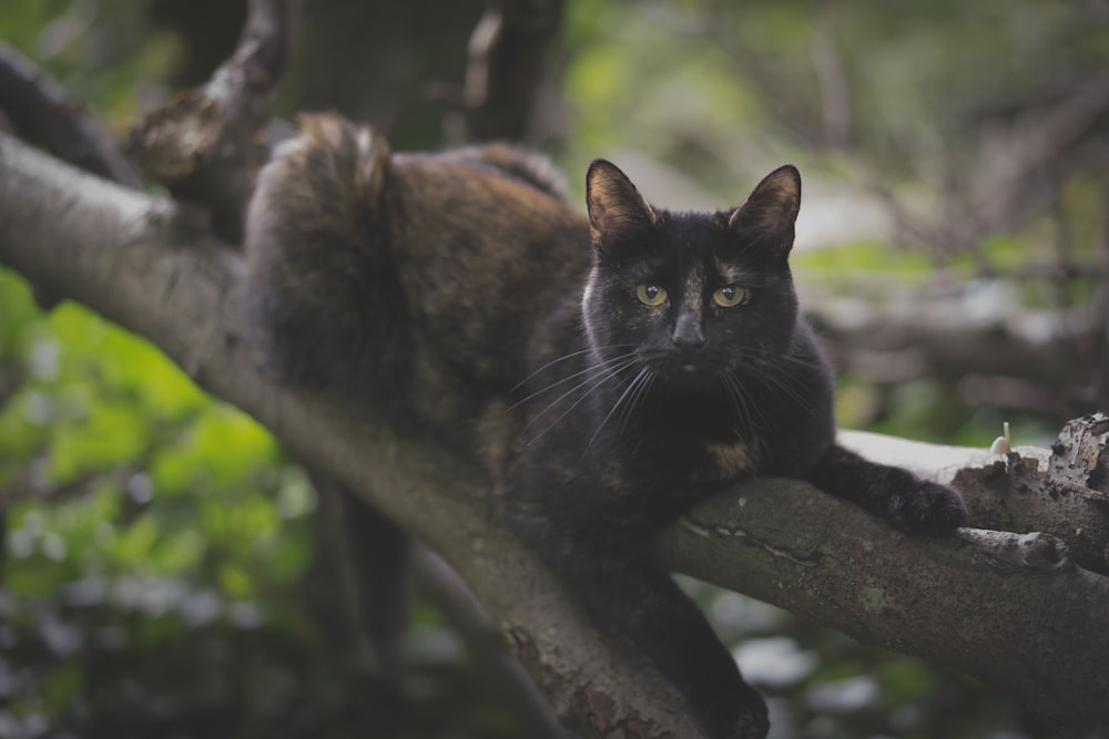 Selektive Fokusfotografie der schwarzen Katze auf einem Ast