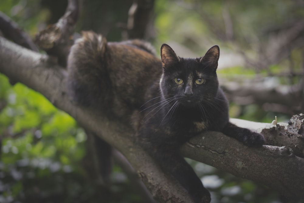 selective focus photography of black cat on tree branch