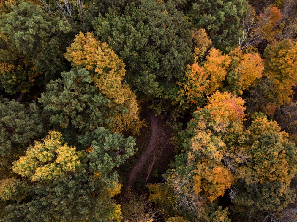 vista dall'alto della foresta