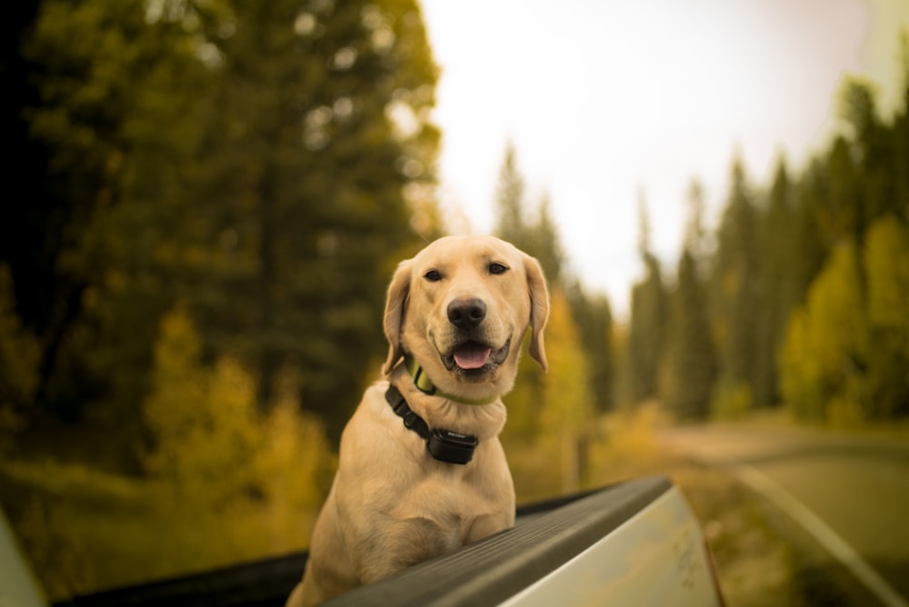 Photographie sélective de la mise au point d’un chien brun à poil court sur une camionnette