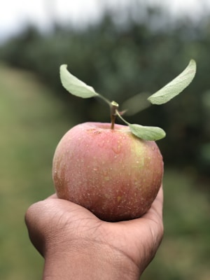 A vibrant, fresh apple resting in the palm of a hand. The apple is adorned with dew drops and has a stem with two small leaves attached. The background is a blurred green, indicating an outdoor or orchard setting.