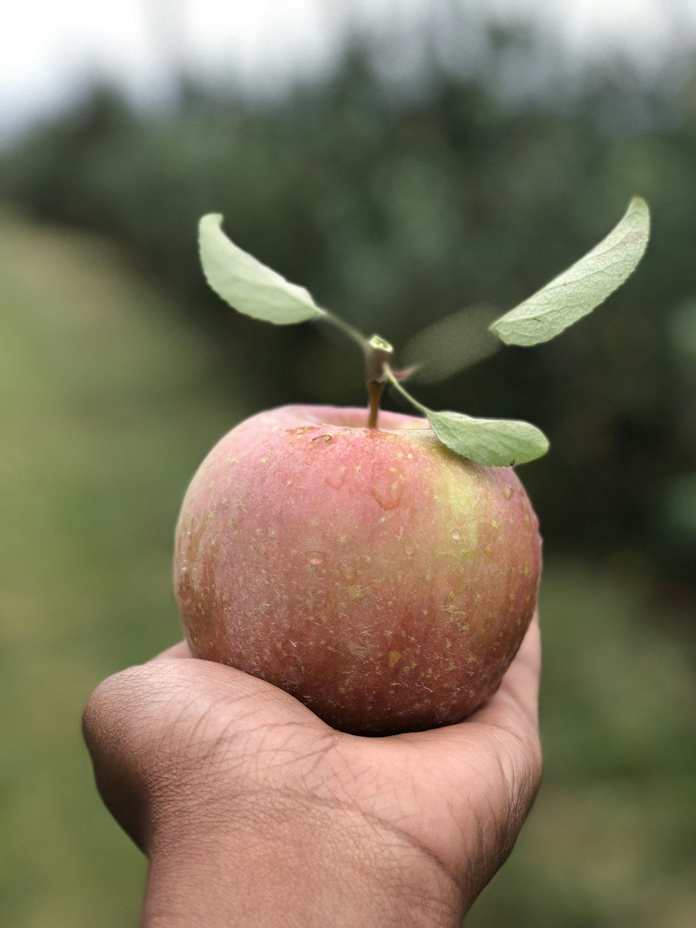 Fotografía de enfoque selectivo de una persona sosteniendo una manzana