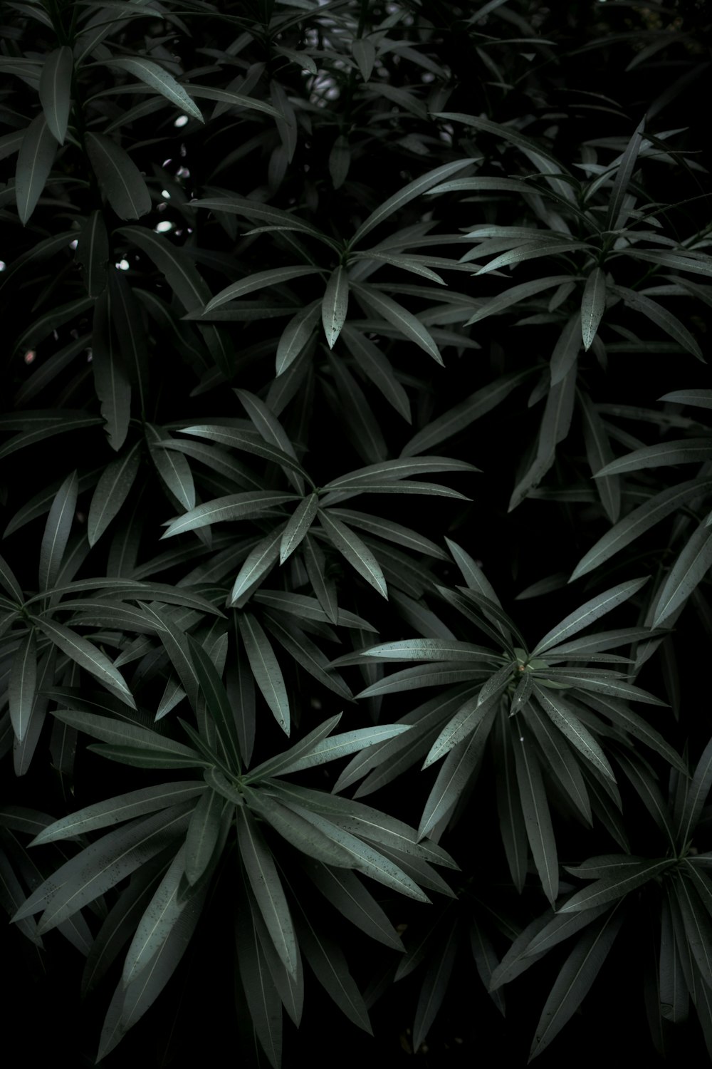 foto em close-up de plantas de folhas verdes
