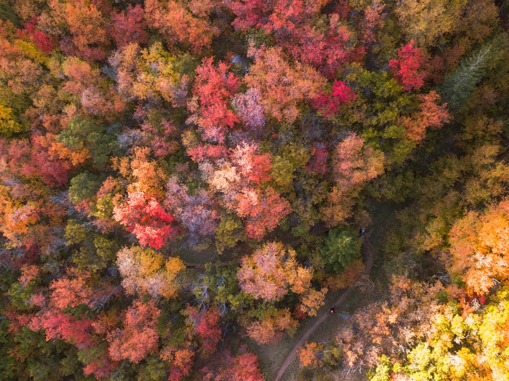 Fotografía aérea de árboles de flores multicolores