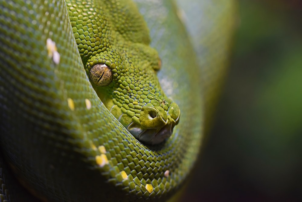 closeup photography green snake
