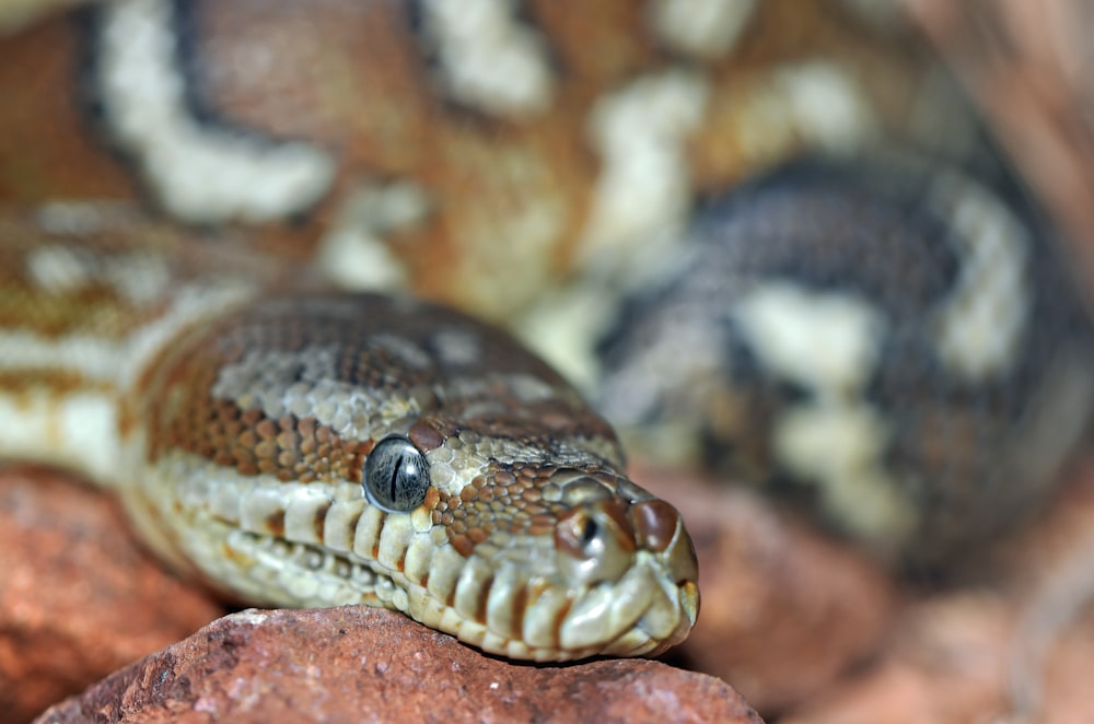 brown snake in shallow focus