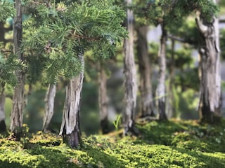 A serene miniature landscape with small rocks, moss, and tiny plants creating a peaceful scene.