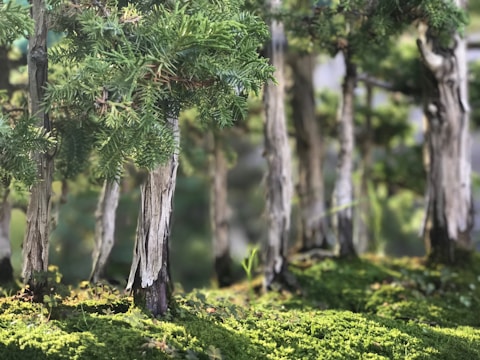 Close-up of a lush miniature forest terrarium with moss and tiny trees.