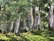 A serene landscape features a group of miniature trees resembling a forest, with textured bark and dense green foliage. The ground is covered in lush moss, creating a natural and tranquil scene.