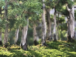 A serene landscape features a group of miniature trees resembling a forest, with textured bark and dense green foliage. The ground is covered in lush moss, creating a natural and tranquil scene.