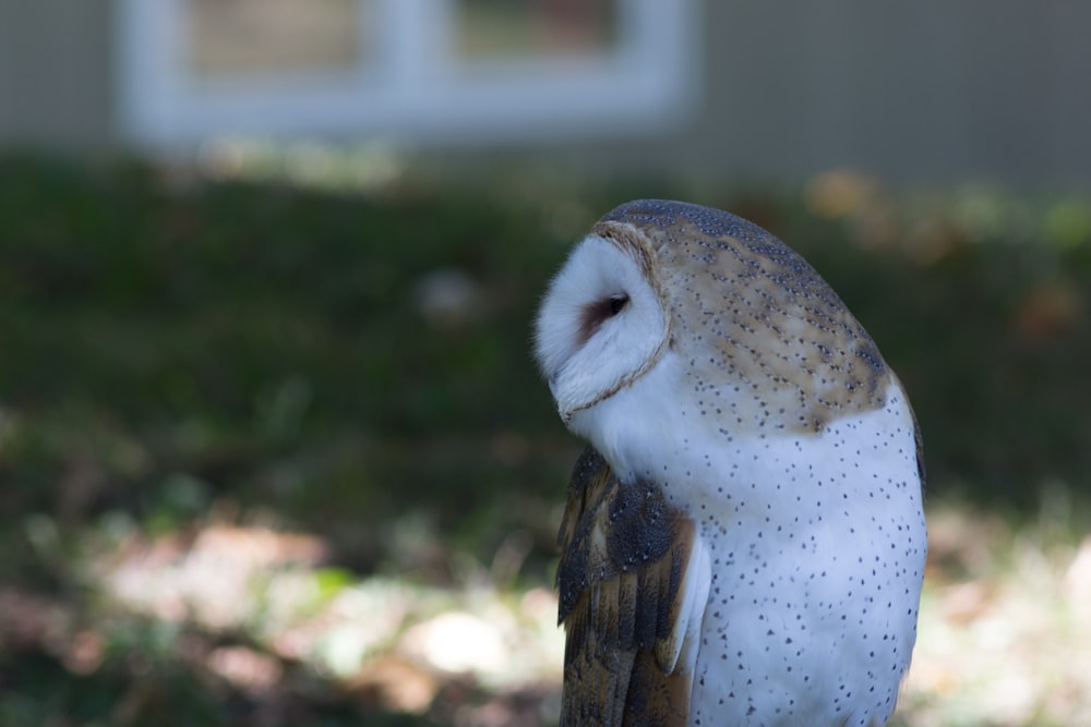 brown and white owl on ground