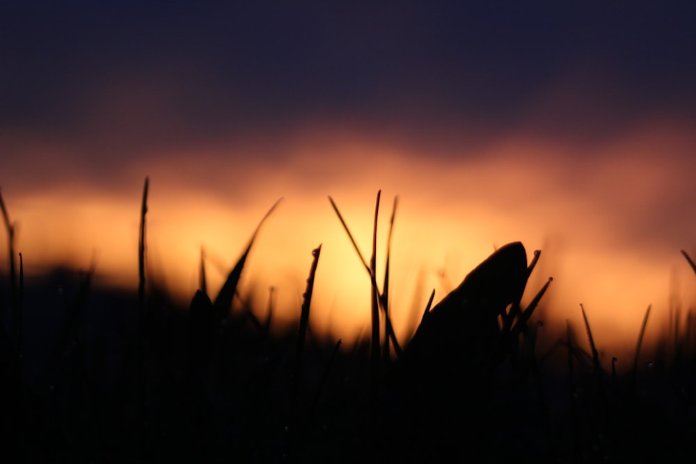 silhouette of grass