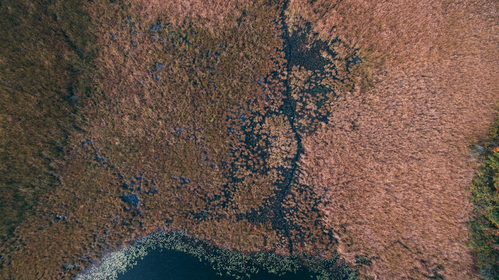 Fotografia aérea de grama marrom