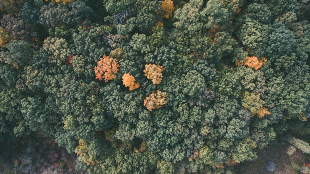 aerial photo of forest, Trees