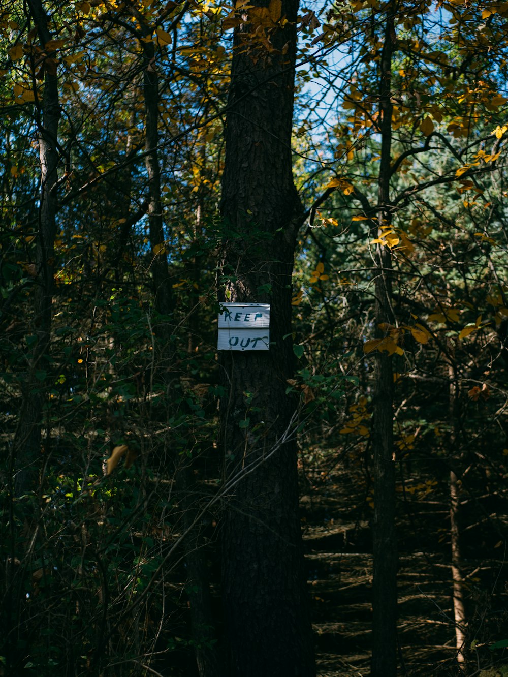 keep out sign board on brown tree