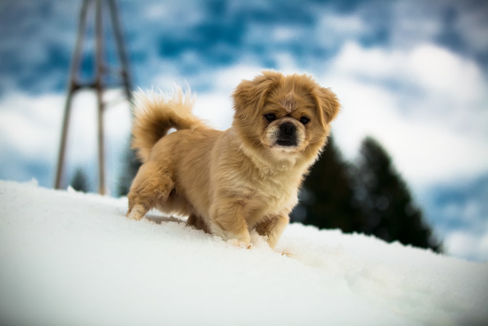 fotografia de foco raso do filhote de cachorro marrom tibetano spaniel no chão coberto de neve