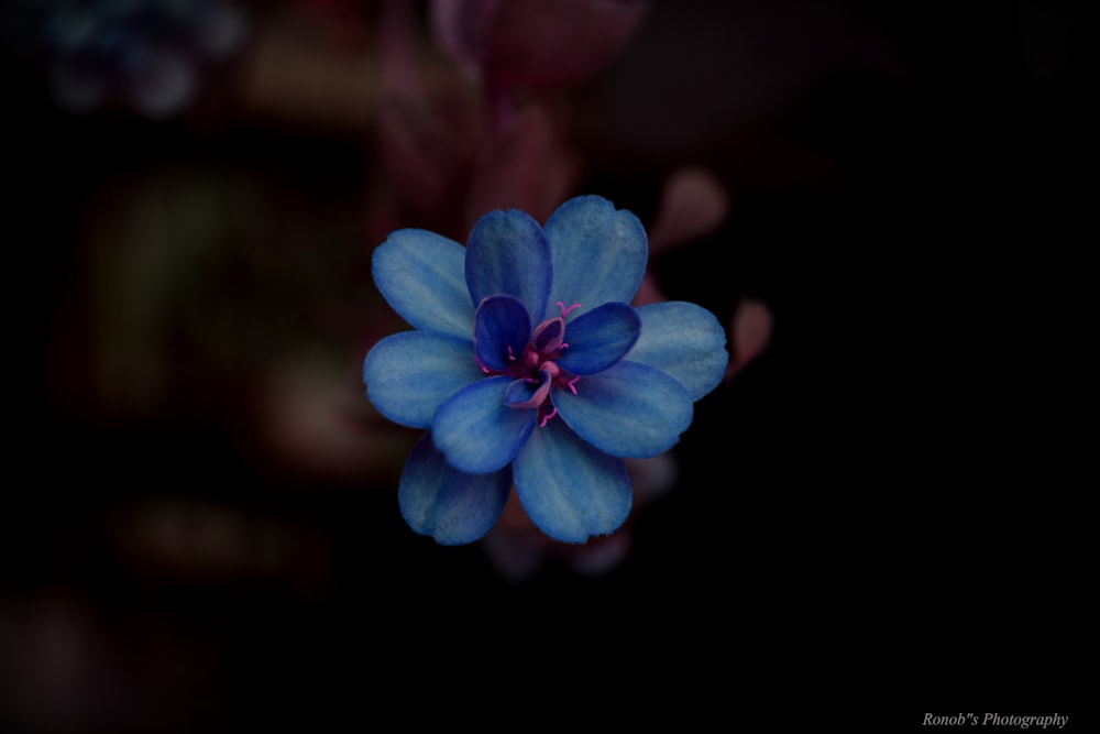푸른 꽃잎이 달린 꽃의 선택적 초점 사진