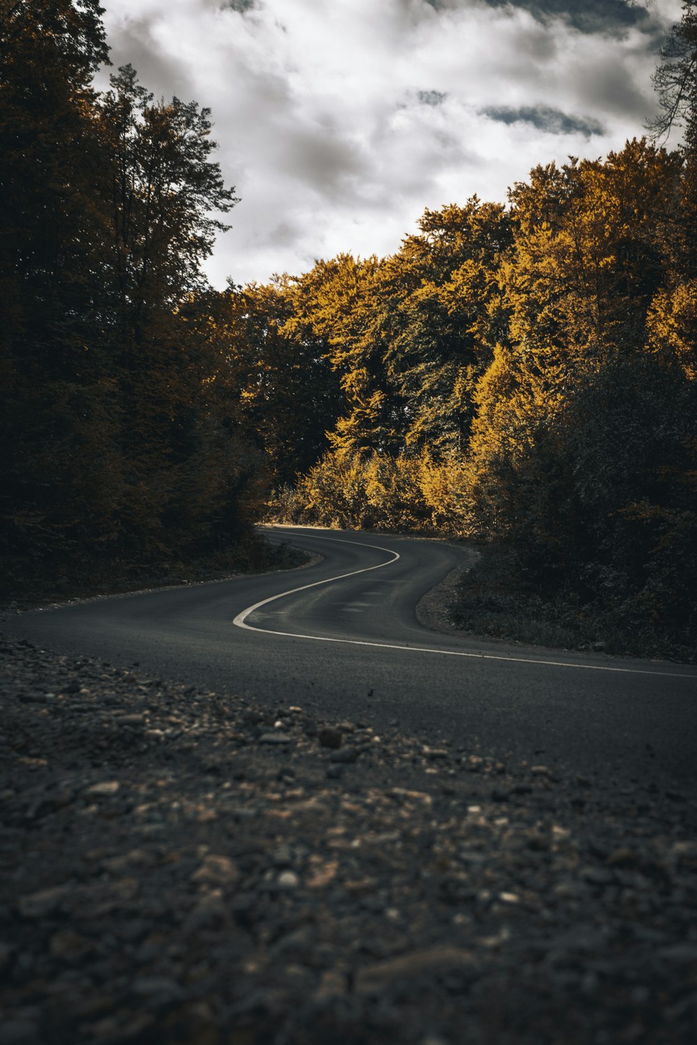 winding road between orange foliage trees