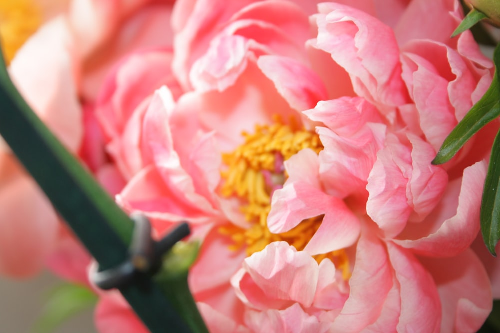 close up photo of pink and yellow flower