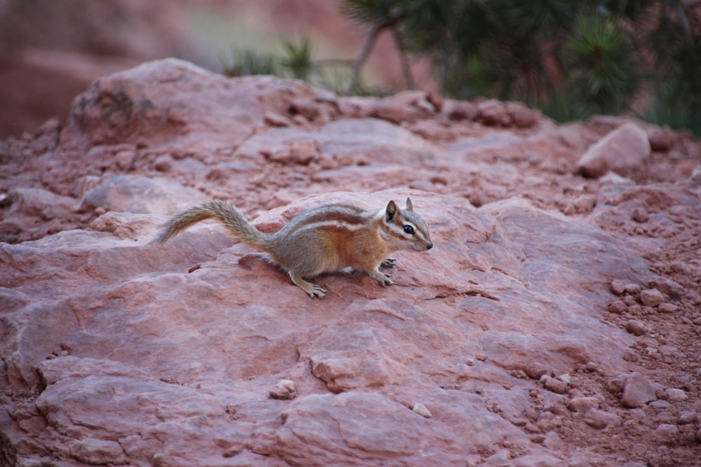 brown squirrel on ground