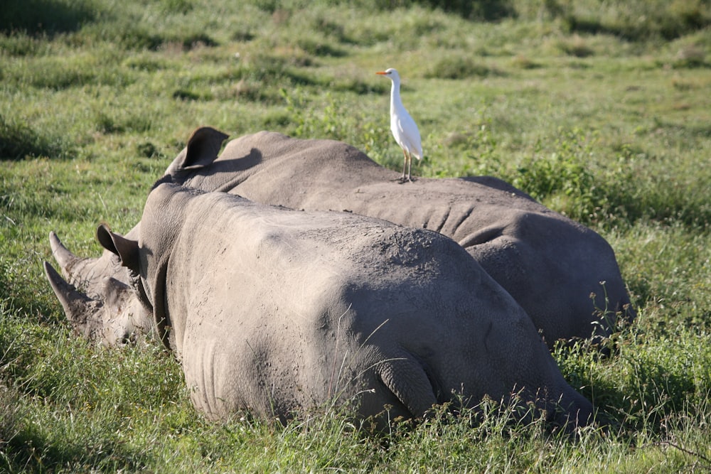 two gray hippo