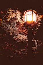 A glowing lantern hanging amidst branches in a quiet, mystical grove.