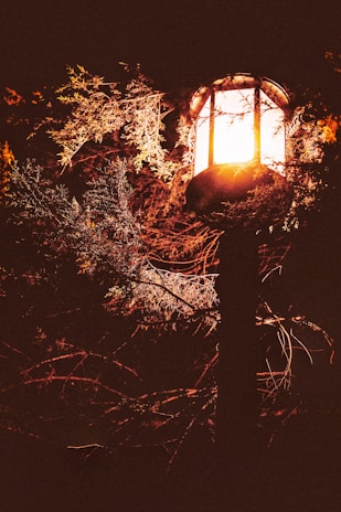 A glowing lantern hanging amidst branches in a quiet, mystical grove.