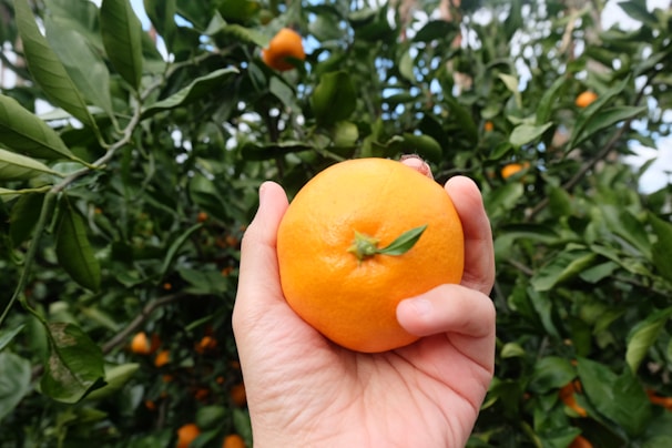 A hand is holding a ripe, vibrant orange with a leaf attached, against a backdrop of lush green foliage filled with other oranges.