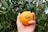 Close-up of a hand holding a freshly picked Calabrian orange with dew drops.