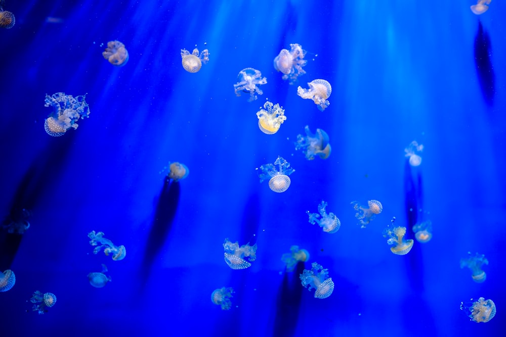 school of white jellyfish under the ocean