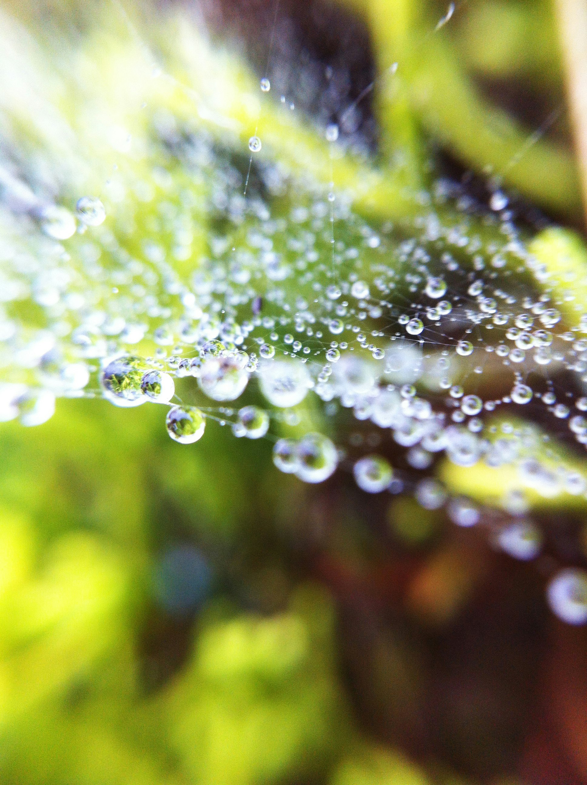water droplets on spider web in tilt shift lens