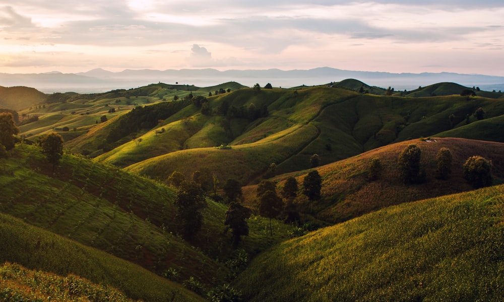 Photographie aérienne d’arbres sur les collines