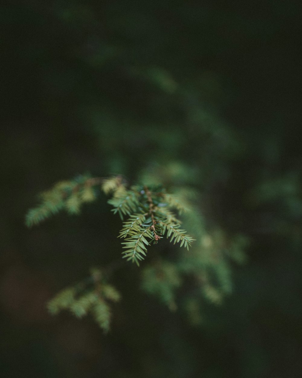 Nature Aesthetic | 40 best free grey, outdoor, plant and flora photos on  Unsplash